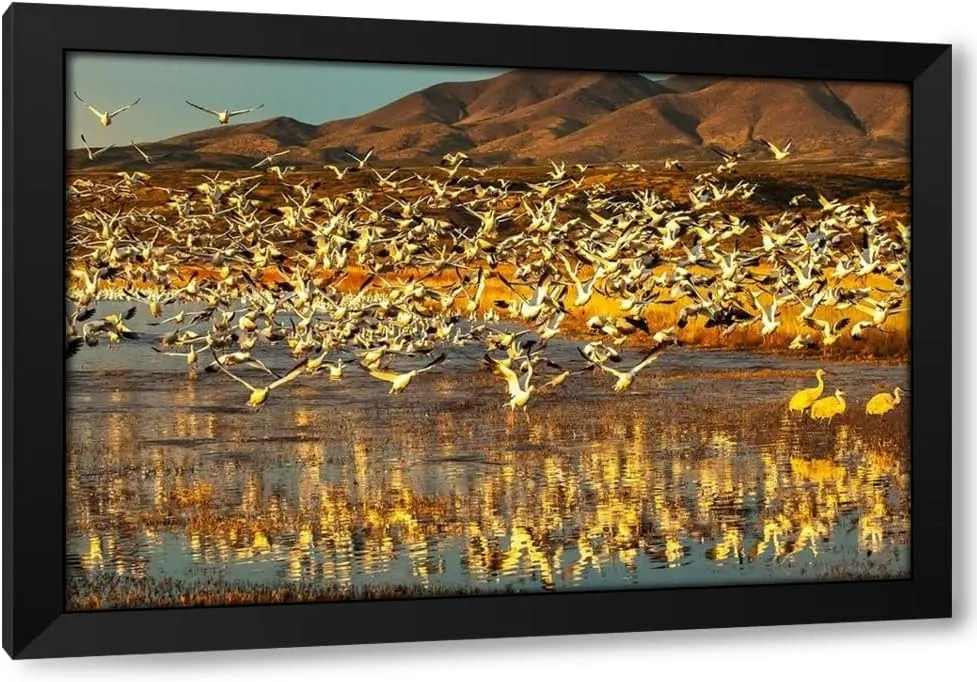ArtDirect USA-New Mexico-Bosque Del Apache National Wildlife Refuge Snow geese taking flight from water Custom Framed Art Print Giclee Print or Canvas Options with Various Sizes and Customization by Jaynes Gallery