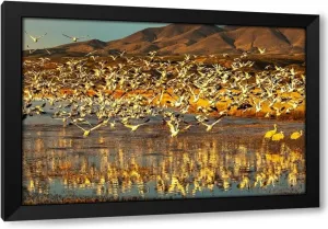 ArtDirect USA-New Mexico-Bosque Del Apache National Wildlife Refuge Snow geese taking flight from water Custom Framed Art Print Giclee Print or Canvas Options with Various Sizes and Customization by Jaynes Gallery