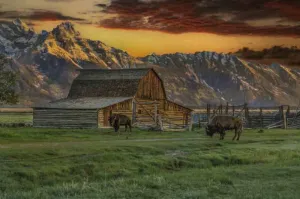 GRANDART.COM - Moulton Barn At Sunrise With Bison - Canvas Wall Art By Galloimages Online