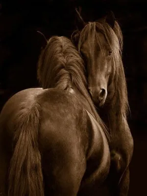 GRANDART.COM - Tenderness I - Canvas Wall Art By Tony Stromberg