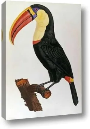 Le Toucan by Francois Le Vaillant 11" x 16" Gallery Wrapped Canvas Wall Art Print - Ready to Hang