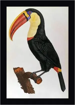 Le Toucan by Francois Le Vaillant - 15" x 20" Framed Canvas Art Print - Black Frame - Ready to Hang
