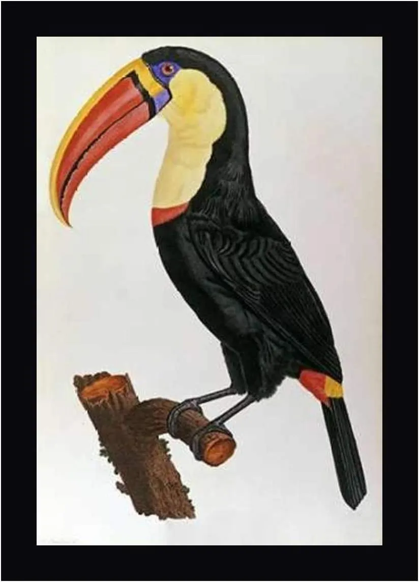 Le Toucan by Francois Le Vaillant - 15" x 20" Framed Canvas Art Print - Black Frame - Ready to Hang