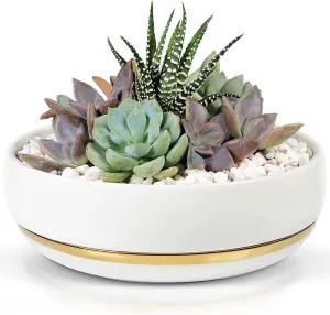 Willowy 6 Inch Succulent Pot with Drainage - Shallow Succulent Planter with Glossy White Finish and Gold Trim - No Plants Included