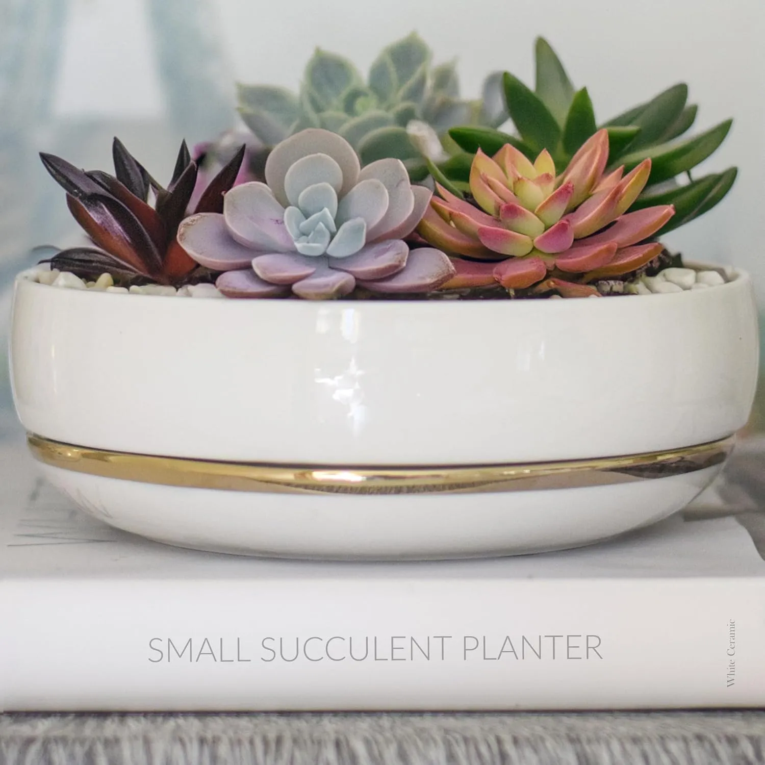 Willowy 6 Inch Succulent Pot with Drainage - Shallow Succulent Planter with Glossy White Finish and Gold Trim - No Plants Included